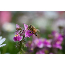 Load image into Gallery viewer, Nikon NIKKOR Z MC 50mm f/2.8 | Compact macro prime lens for Z series mirrorless cameras | Nikon USA Model, Black_5787