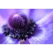 Load image into Gallery viewer, Nikon NIKKOR Z MC 50mm f/2.8 | Compact macro prime lens for Z series mirrorless cameras | Nikon USA Model, Black_5789

